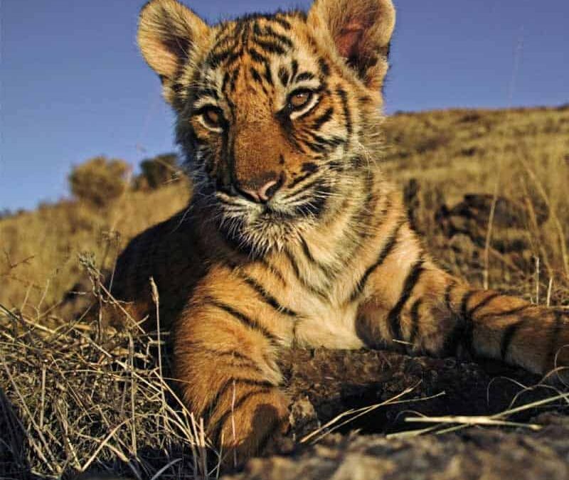 Tiger Jungtier in Gras (c) WWF