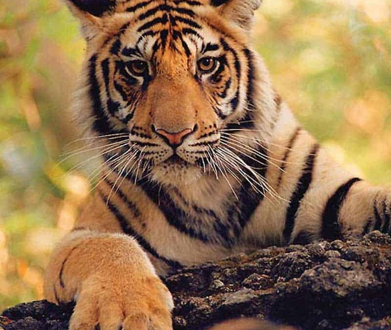 wwf-at-teaser-nachhaltiger-tiger3-q800