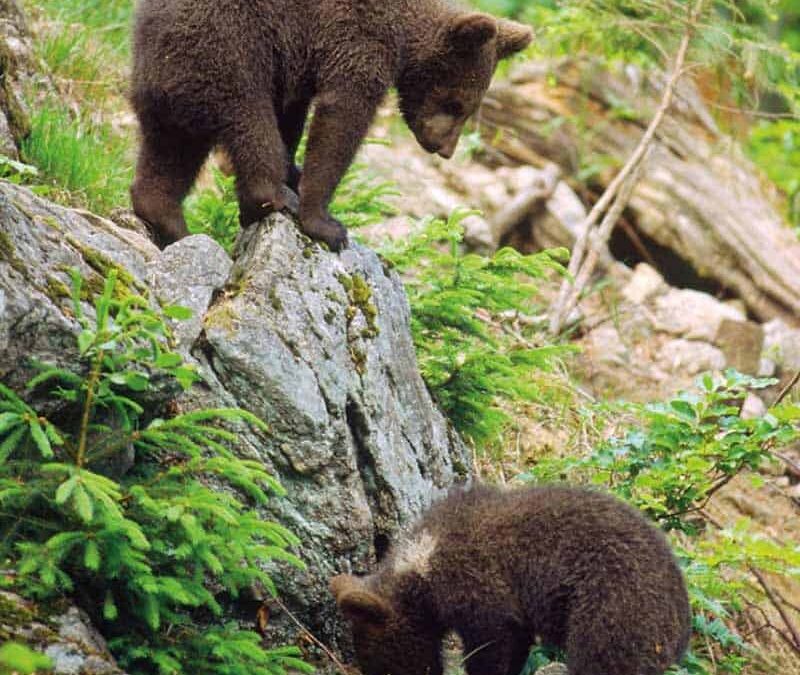 wwf-at-teaser-oesterreich-q800