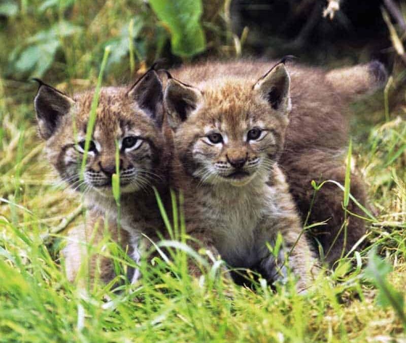 wwf-at-teaser-oesterreich2-q800