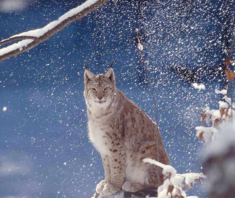 wwf-at-teaser-oesterreichnatur-q800