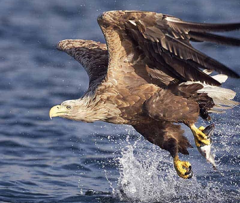 wwf-at-teaser-oesterreichnatur3-q800