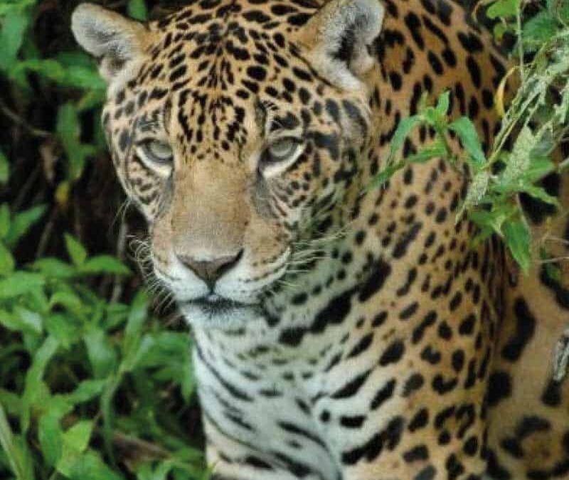 wwf-at-teaser-regenwald-q800