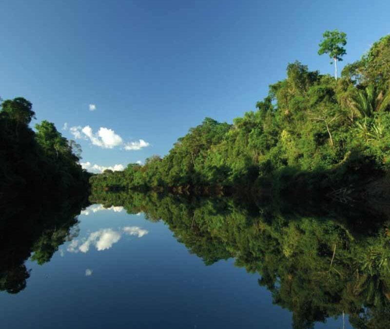 wwf-at-teaser-regenwald2-q800