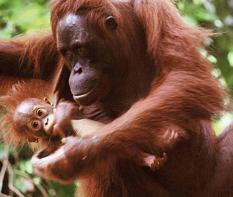 wwf-at-teaser-regenwald3-q800