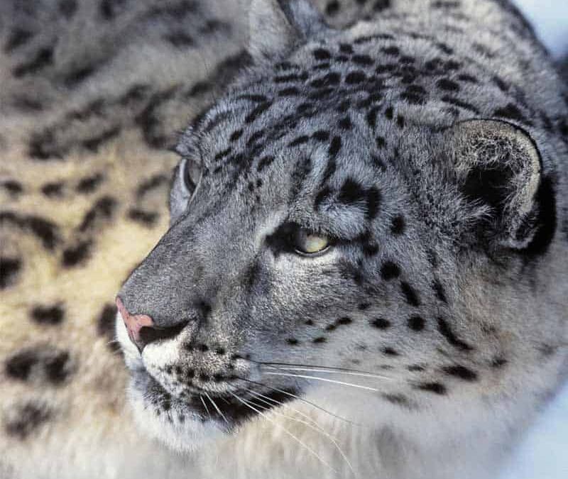 wwf-at-teaser-schneeleopard-q800