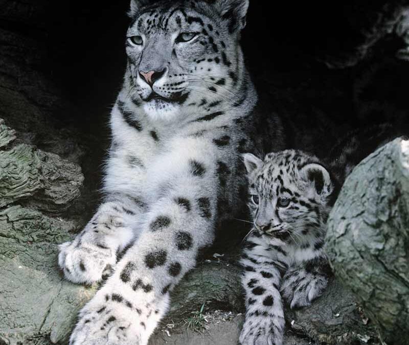 wwf-at-teaser-schneeleopard2-q800