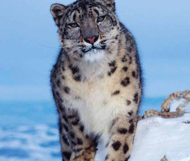 wwf-at-teaser-schneeleopard3-q800