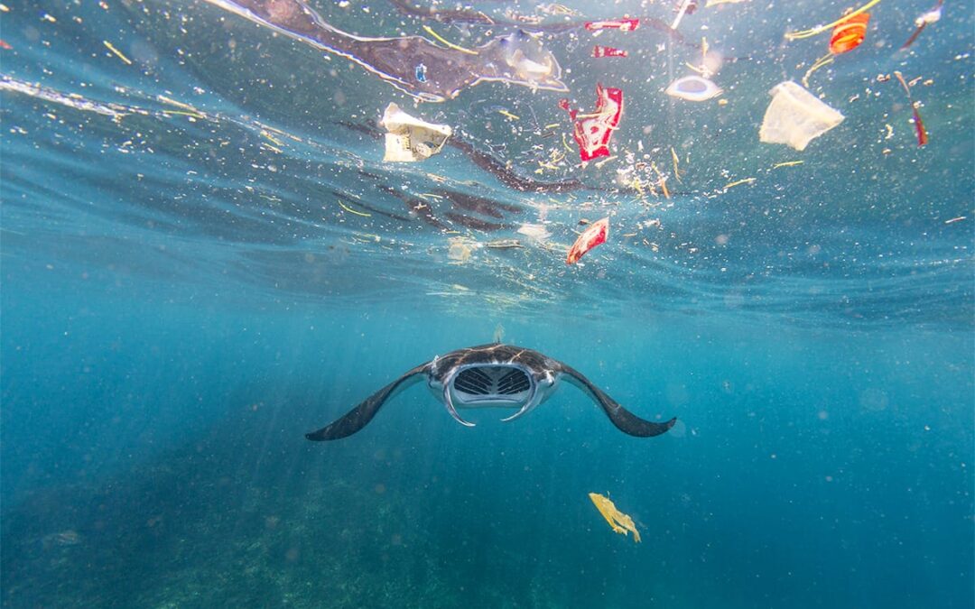 Rochen im Meer von Plastik umgeben © Vincent Kneefel – WWF
