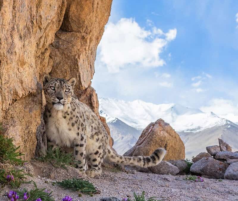 wwf-at_Schneeleopard © Sascha Fonseca _ WWF-UK _WW1195100