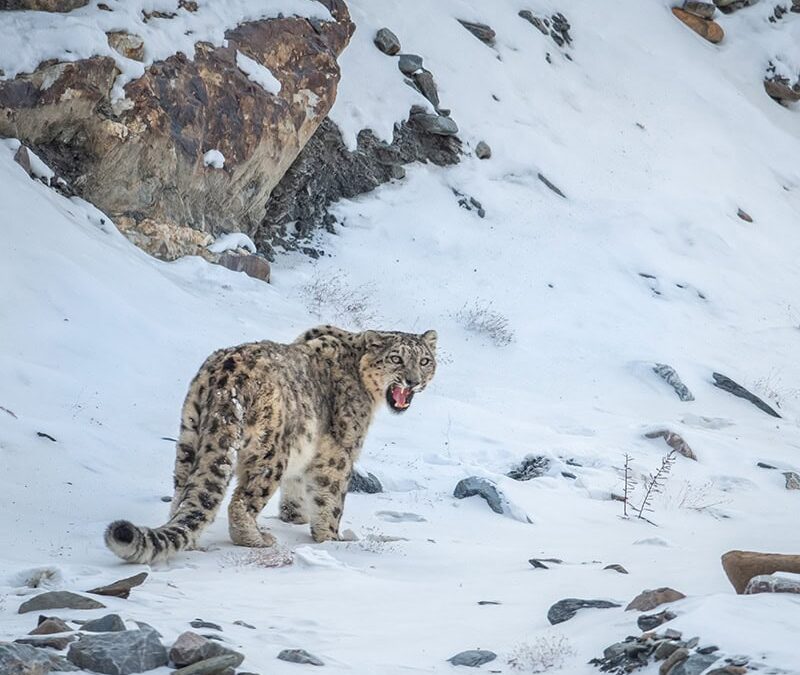 wwf-at_Schneeleopard_-c-Muhammad Osama_WWF