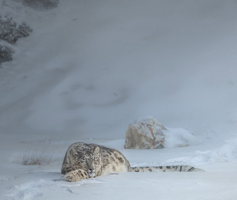 wwf-at_Schneeleopard_schläft-c-Muhammad Osama WWF (1)