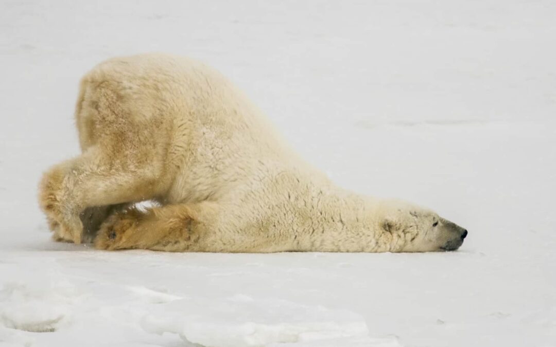 wwf_at_referate_tipps_eisbaer