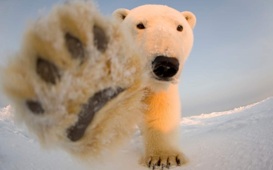 wwf_at_referate_tipps_eisbaer_nahaufahme