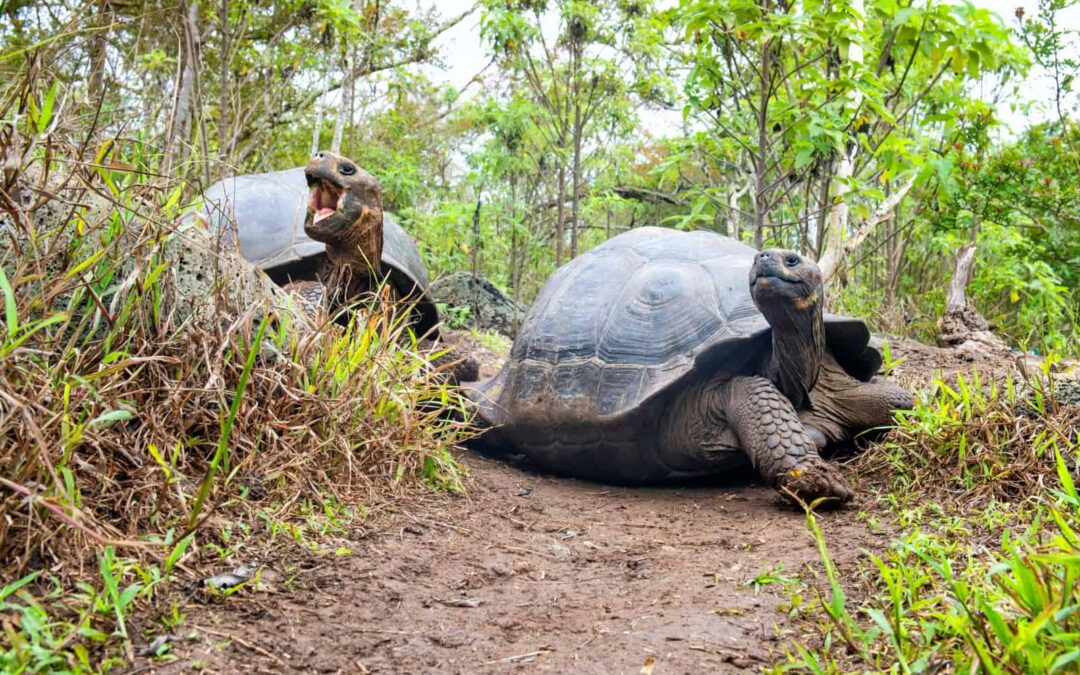 wwf_at_referate_tipps_gallapagos_schildkroetem