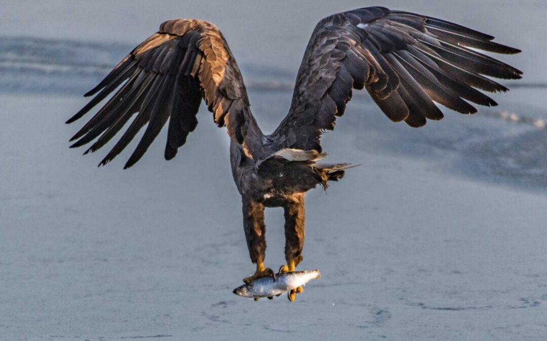 Ein Seeadler fängt einen Fisch