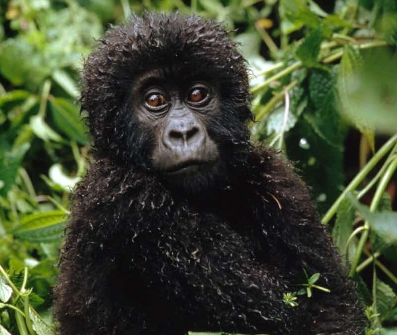 wwf_teaser_wildlife_gorillababy_Q800