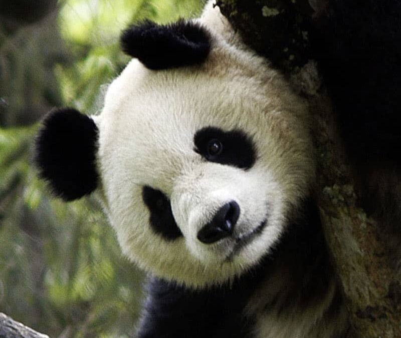 wwf_teaser_wildlife_panda_Q800