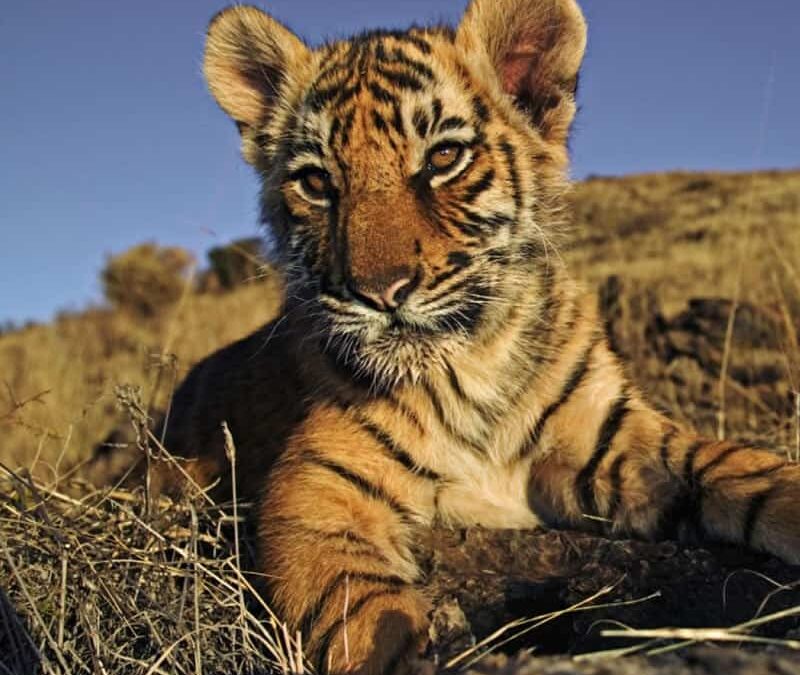 wwf_teaser_wildlife_tigerbaby_Q800