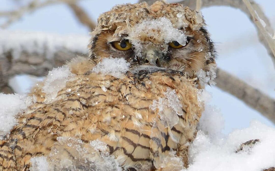 Virginia-Uhu (Bubo virginianus)