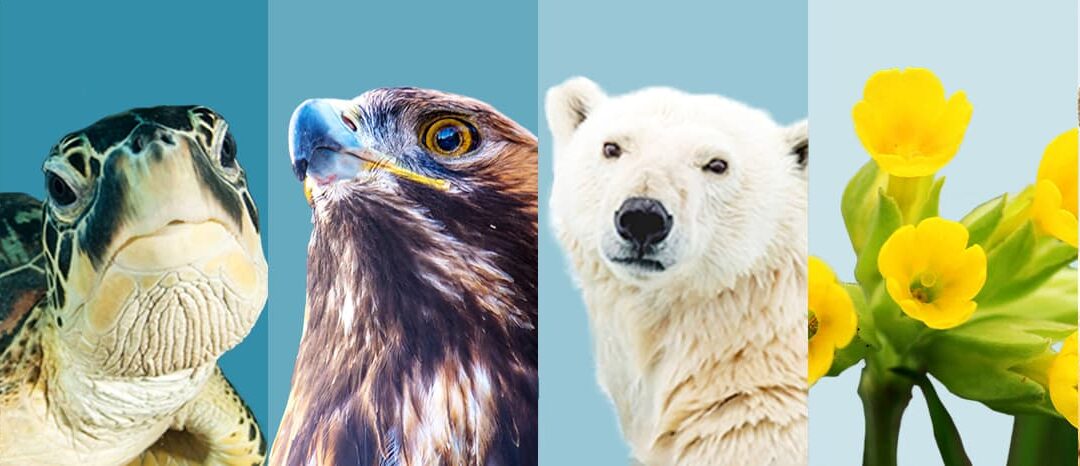 Buckelwal, Meeresschildkröte, Kaiseradler, Eisbär, Schlüsselblume und Tiger