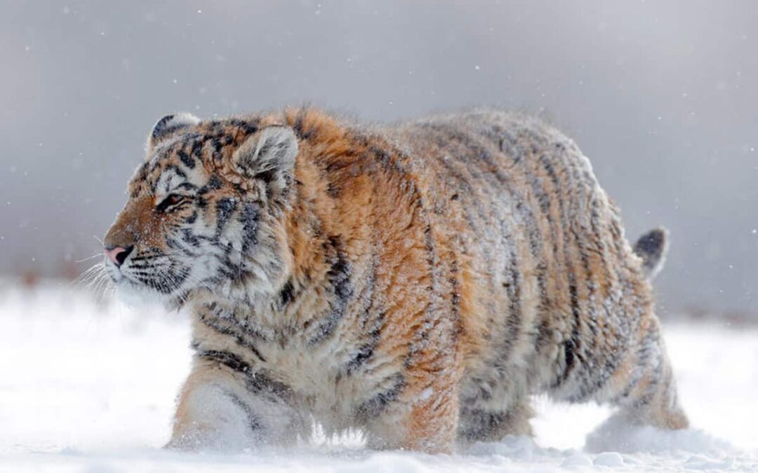 Sibirischer Tiger (Panthera tigris altaica)