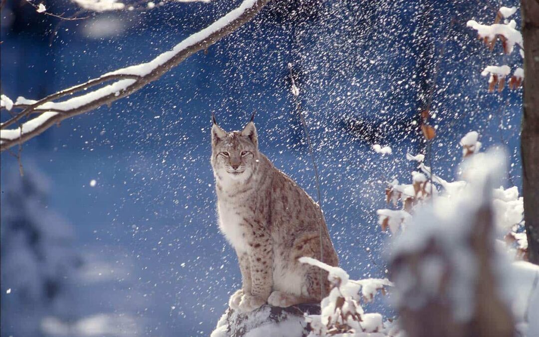 Eurasischer Luchs (Lynx lynx) im Schnee