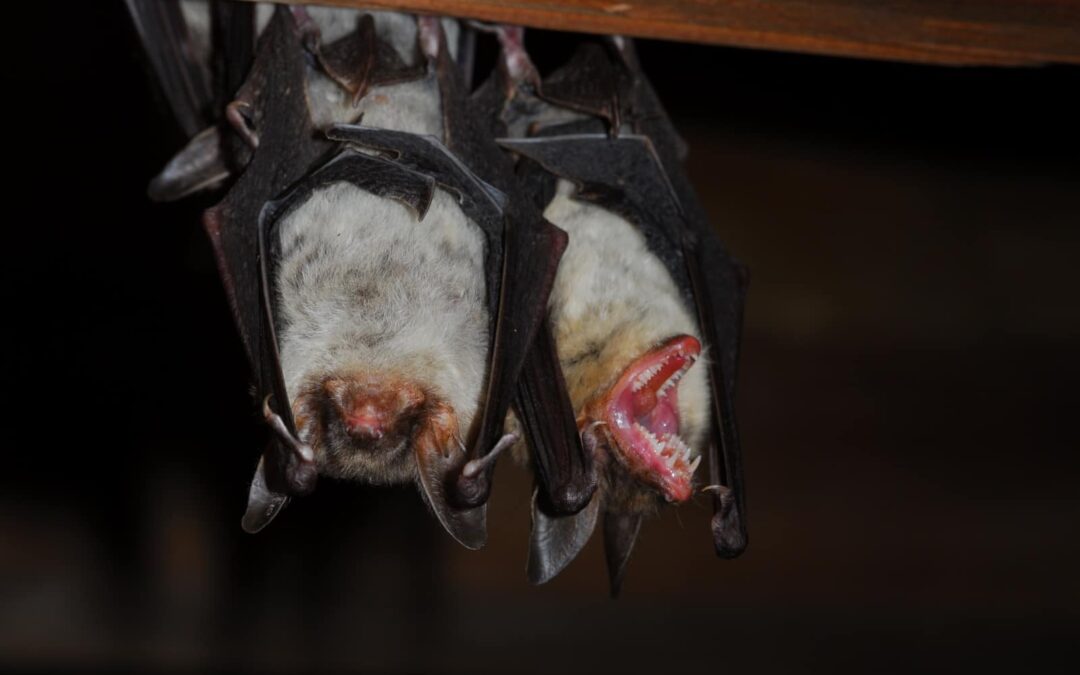 Großes Mausohr Fledermaus