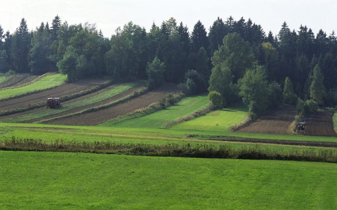 Felder und Wiesen im Waldviertel