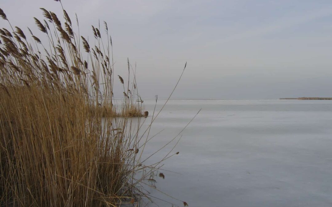 Schilfbestand im Winter