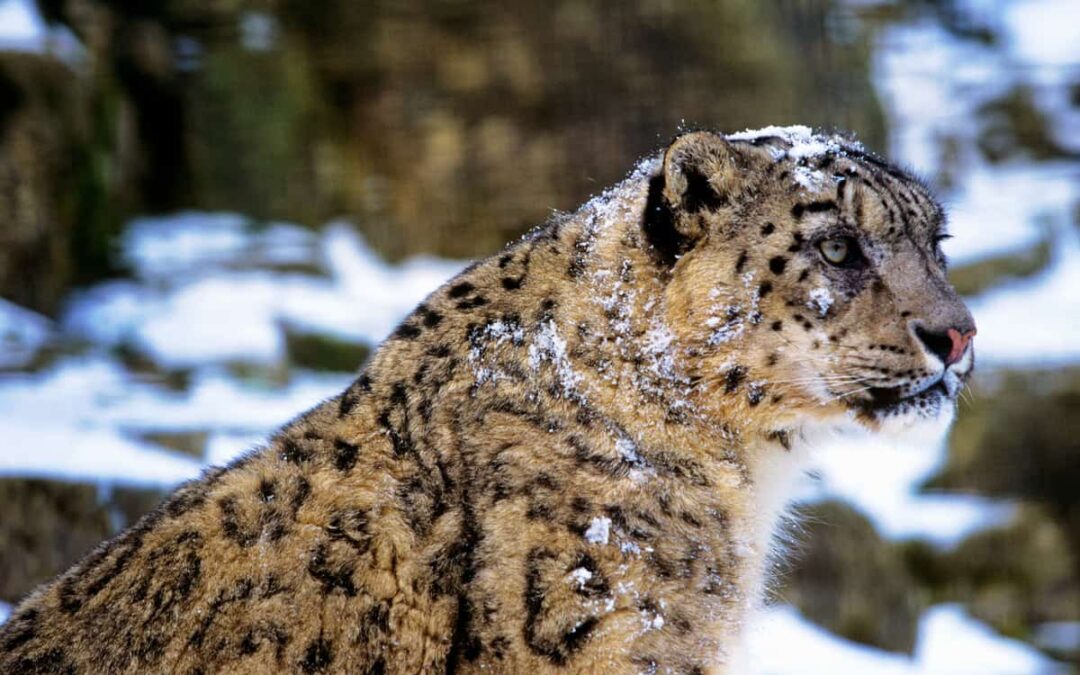 Fun Fact 12: Schneeleoparden sind Meister der Tarnung
