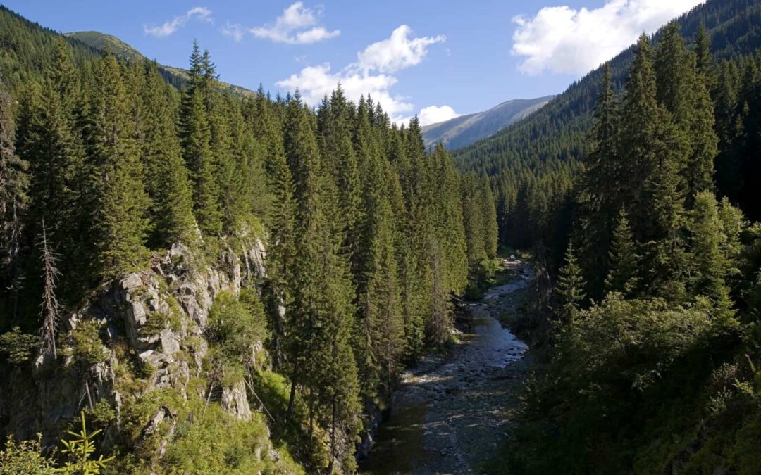 Rauswurf des Holzgiganten