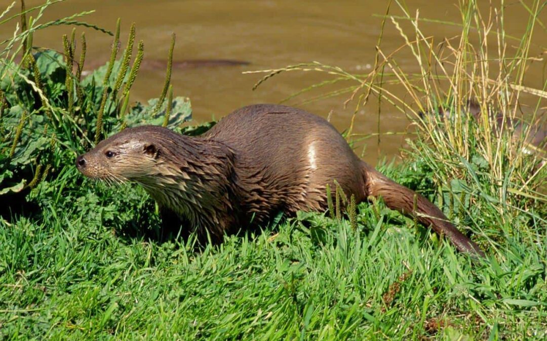 Ein Fischotter am Flussufer
