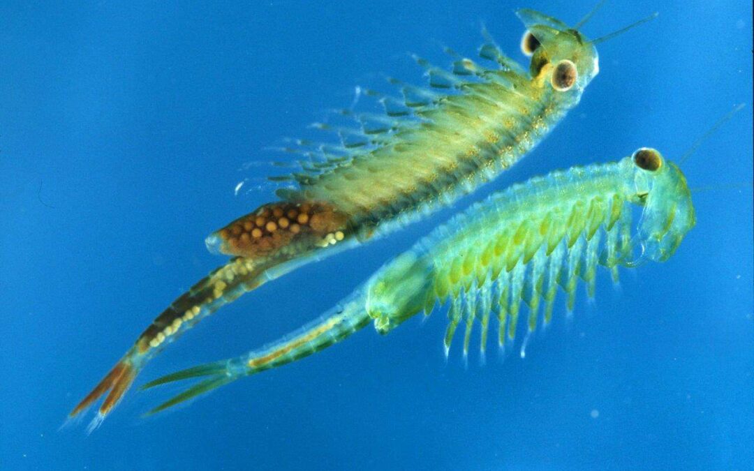 Mythos 2: Fischotter rotten Amphibien, Krebse und Muscheln aus