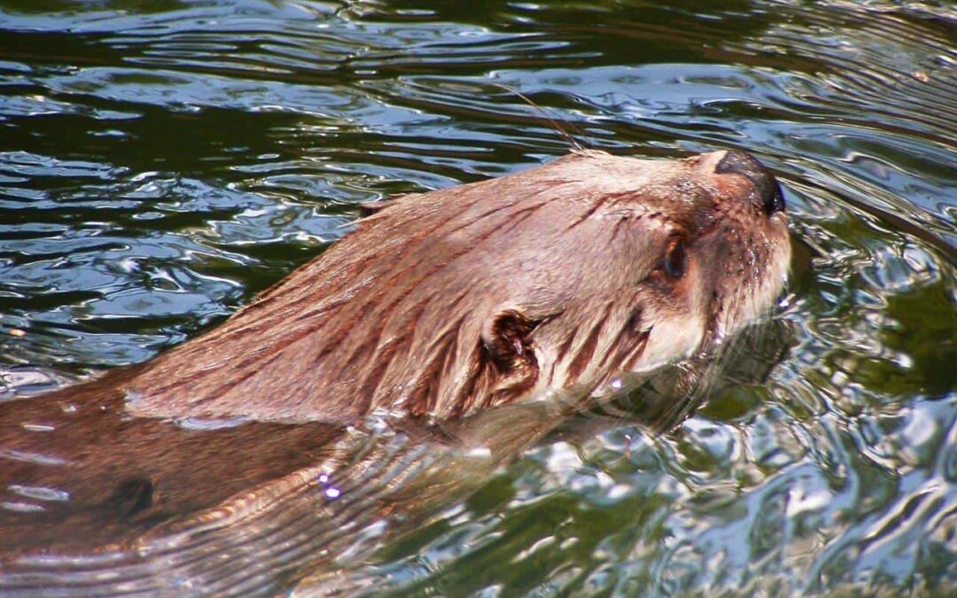 Mythos 5: Es gibt schon zu viele Fischotter