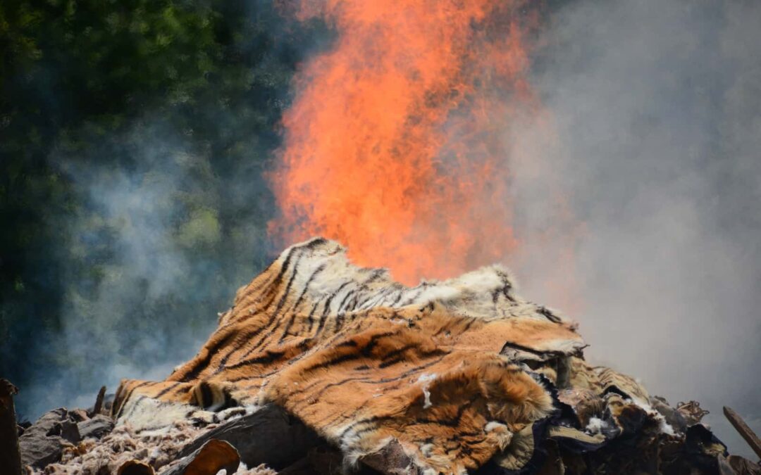 Ein Feuer gegen Wilderei