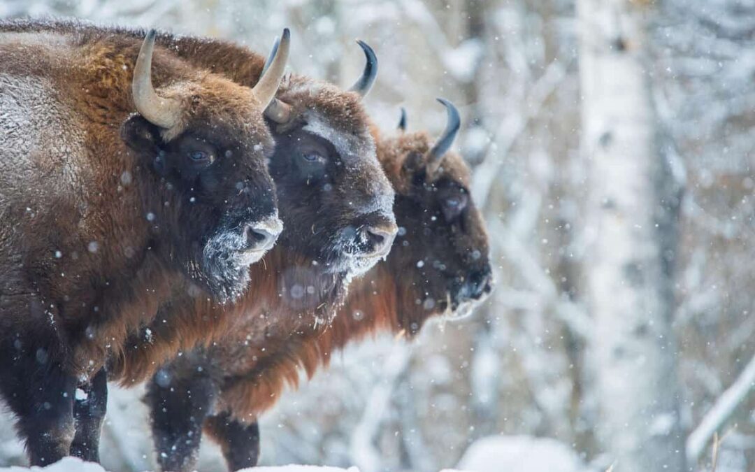 Europäische Bisons (Bison bonasus) in Russland