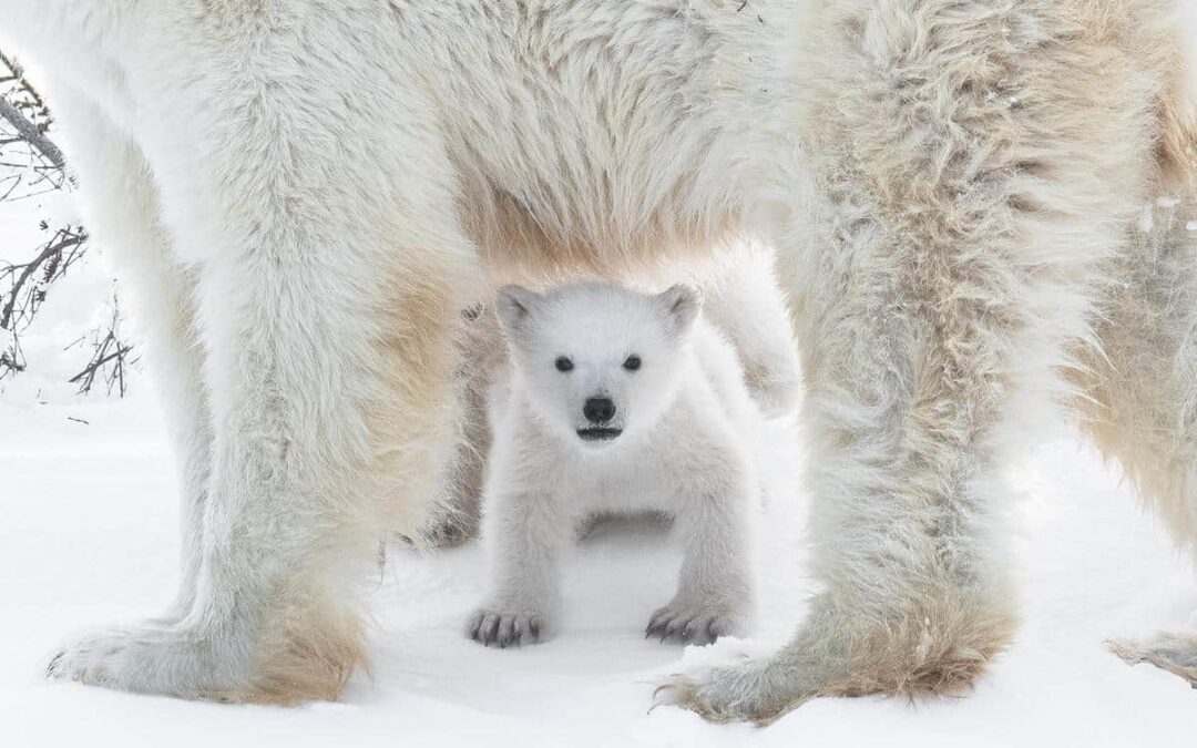 Polar bear (Ursus maritimus) in the Wapusk National Park, Churchill, Canada
