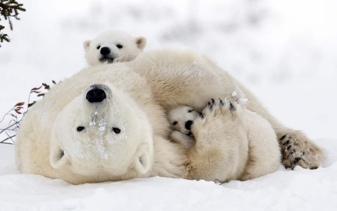 Quality time im Schnee. Eine Eisbär-Mutter kuschelt mit ihren Jungtieren