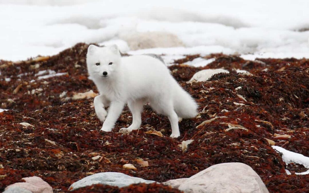 Polarfuchs (Vulpes lagopus)