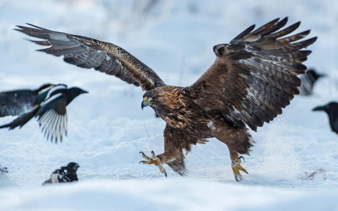Steinadler (c) Ola Jennersten / WWF-Sweden