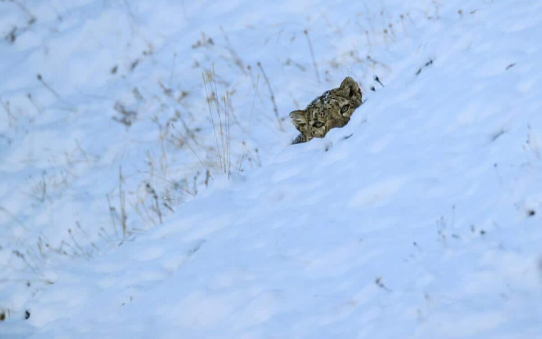 Aus der Fotoreihe: „Wild Wonders of China“