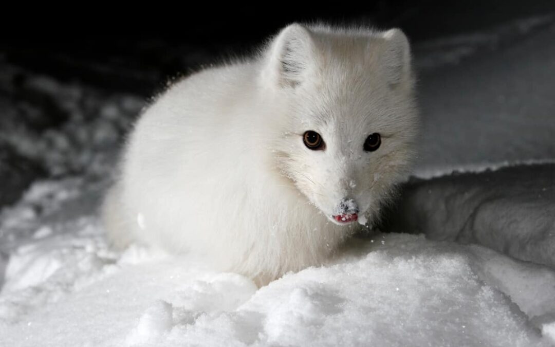 Polarfuchs (Vulpes lagopus)