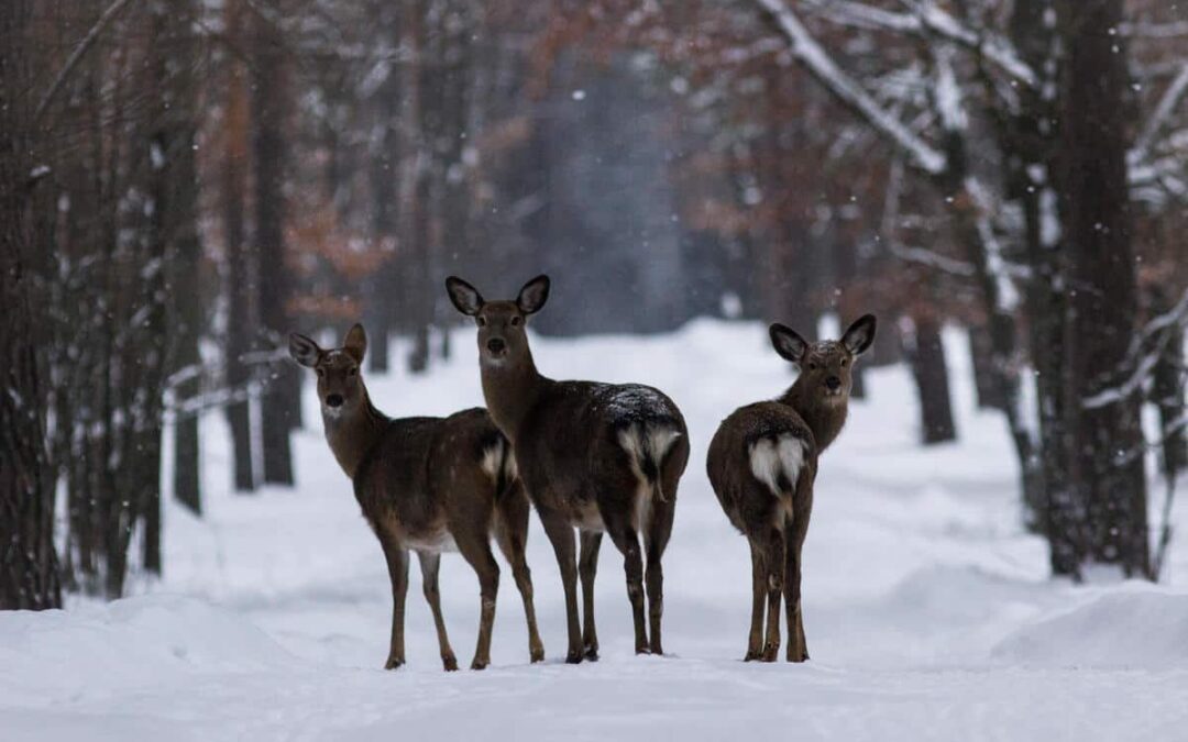 Damhirsche in einem ukrainischen Nationalpark. (c) Diana Rudenko / WWF