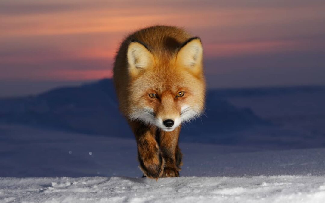 Roter Fuchs (Vulpes vulpes)