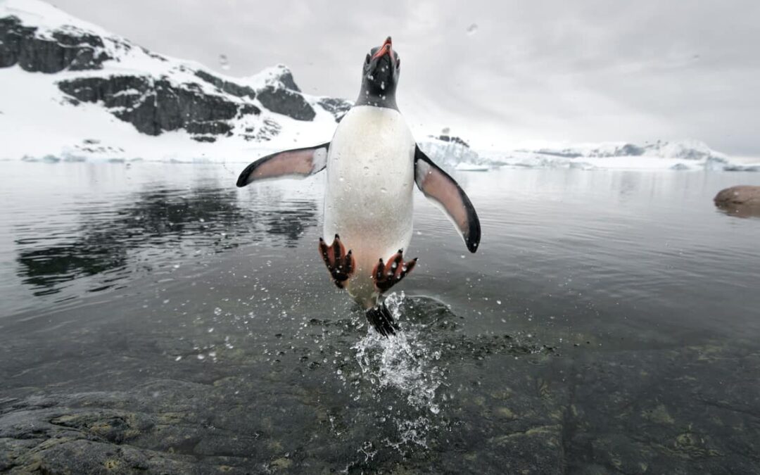 Eselspinguin
