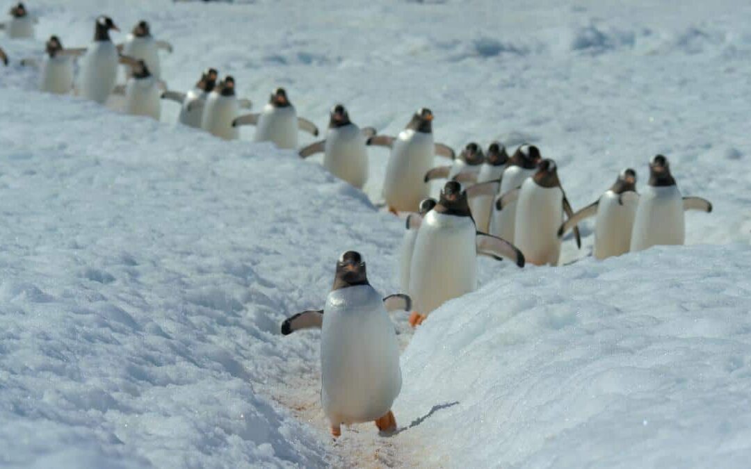 Brütende Eselspinguine
