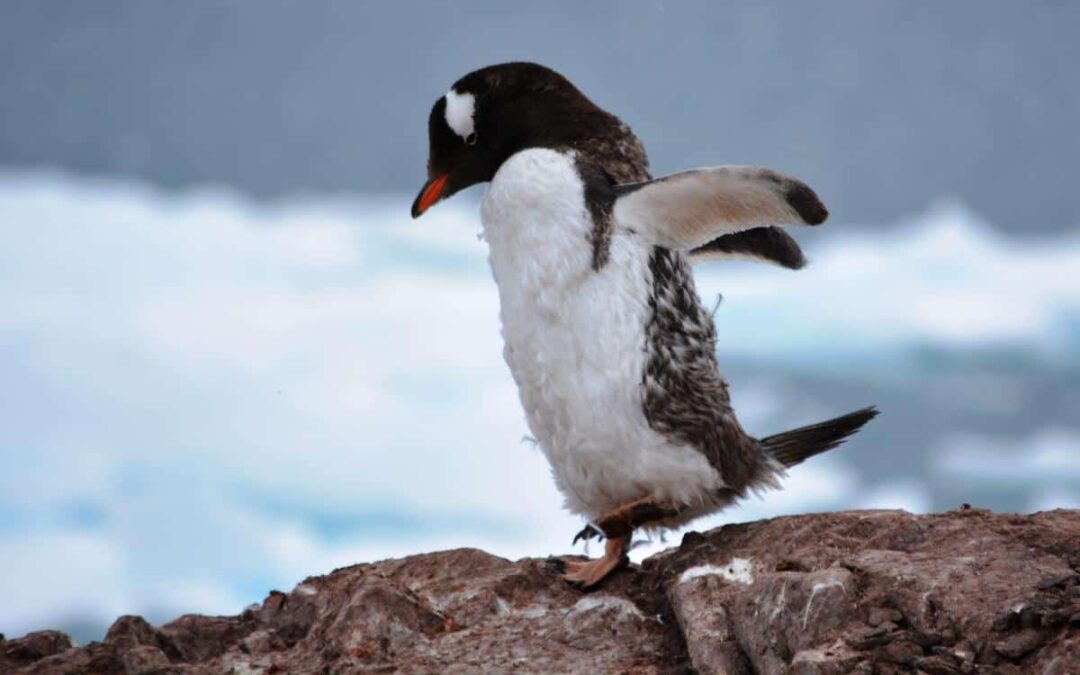 Eselspinguin-Küken