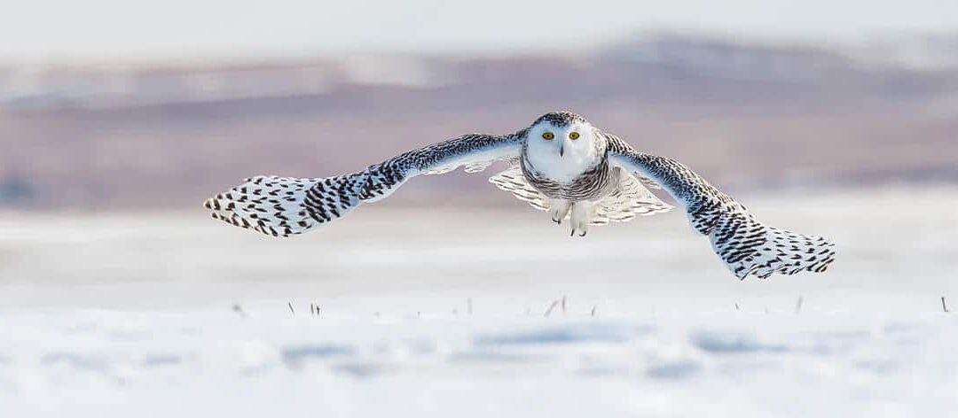 Schneeeule (Bubo scandiacus)