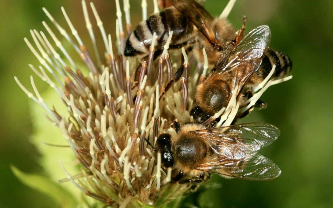 Wildbienen